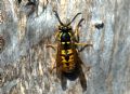 Vespula germanica